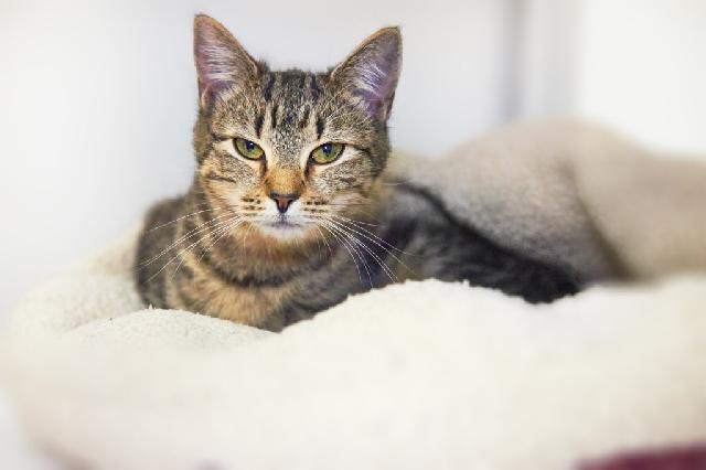 My name is Tabouli and I am ready for adoption. Learn more about me!