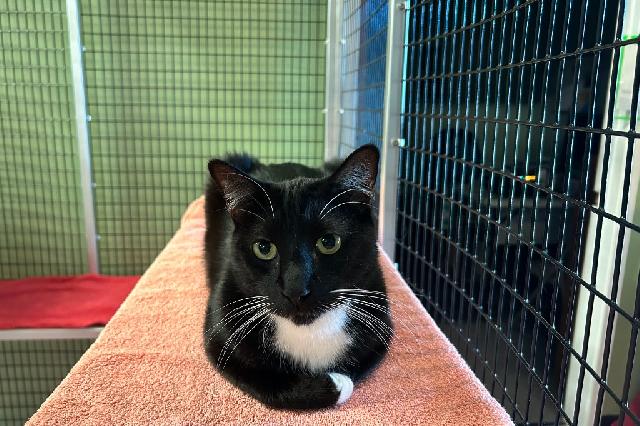 My name is Bovi and I am ready for adoption. Learn more about me!