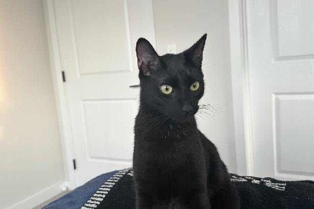 My name is Corvus and I am ready for adoption. Learn more about me!