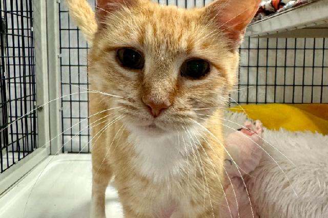 My name at SAFE Haven was Mama Cheddar and I was adopted!