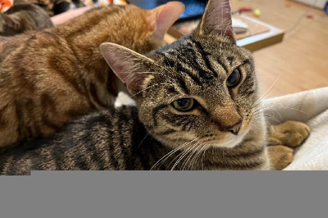 My name is Tim and I am ready for adoption. Learn more about me!