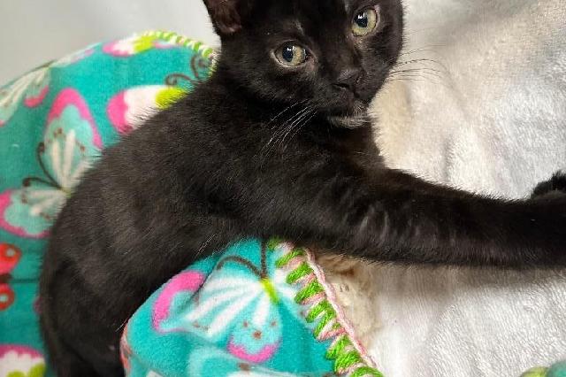 My name is Cashew Milk and I am ready for adoption. Learn more about me!