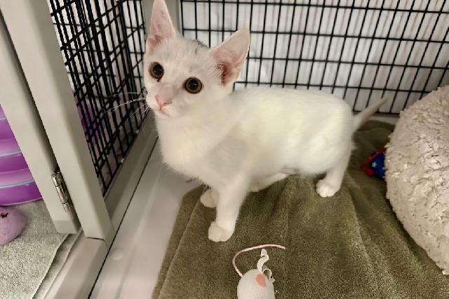 My name is Eggshell and I am ready for adoption. Learn more about me!
