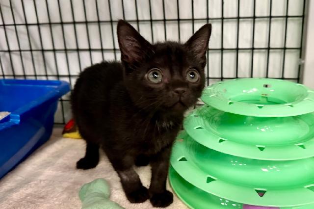 My name is Fish Bowl and I am ready for adoption. Learn more about me!