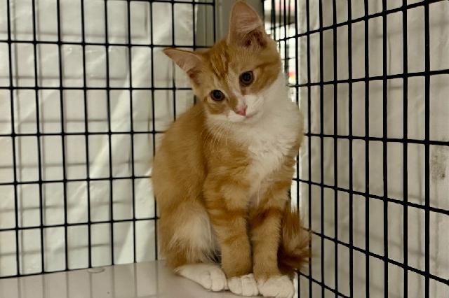 My name at SAFE Haven was Mocha Sauce and I was adopted!