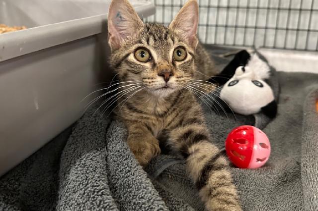 My name is Binou and I am ready for adoption. Learn more about me!