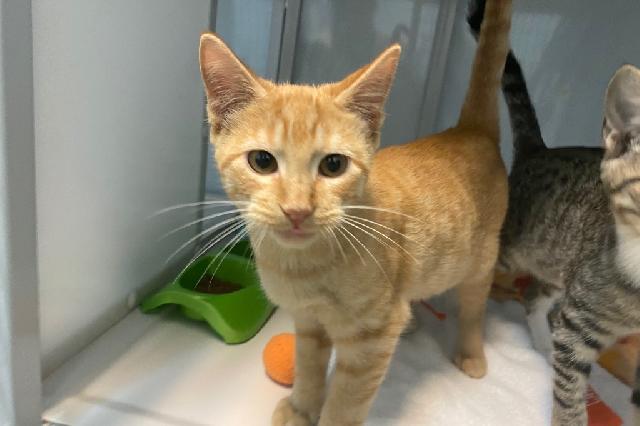 My name is Sir Richard III and I am ready for adoption. Learn more about me!