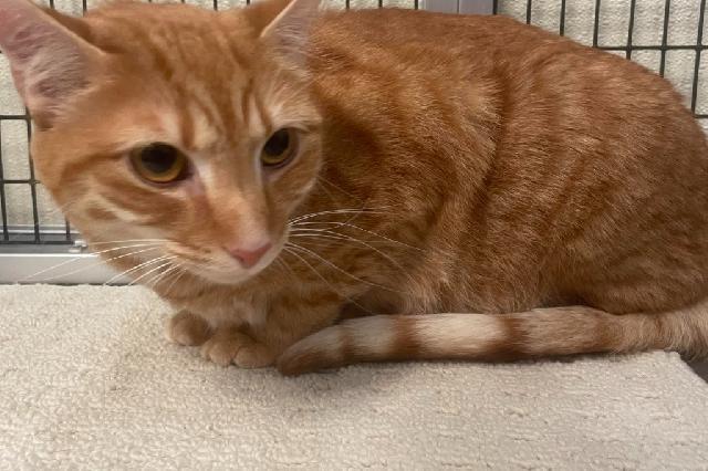 My name is Mango-go and I am ready for adoption. Learn more about me!