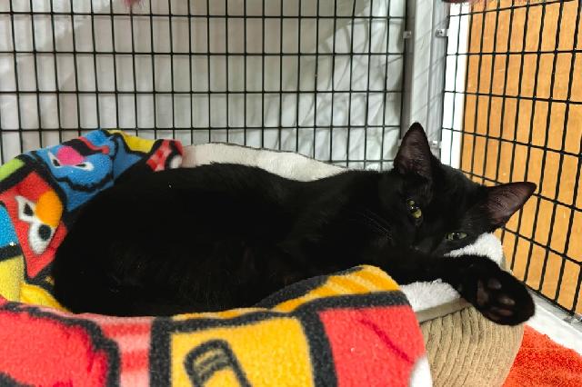 My name is Yahtzee and I am ready for adoption. Learn more about me!