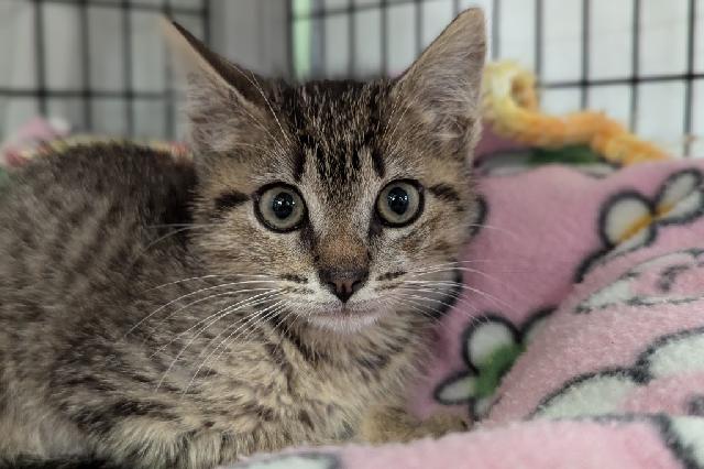 My name is Baby Bird and I am ready for adoption. Learn more about me!