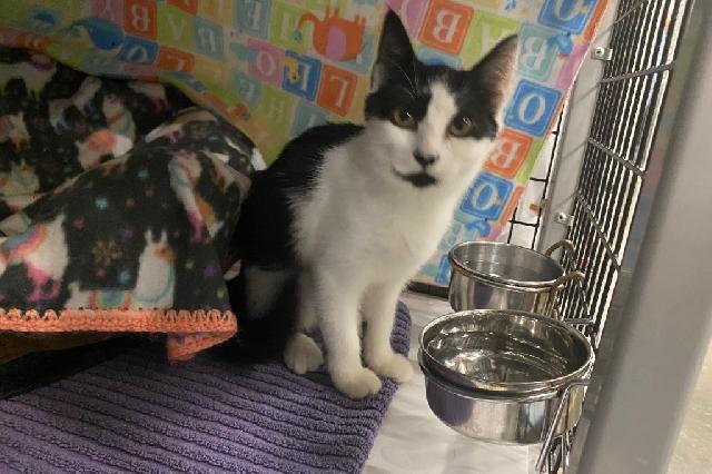 My name at SAFE Haven was Baby Bandit and I was adopted!