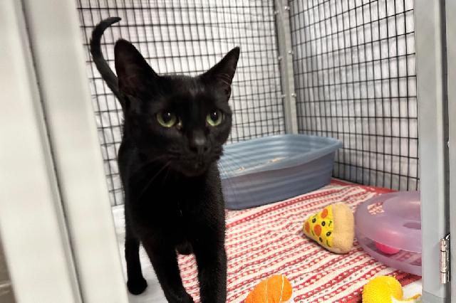 My name is Sammich and I am ready for adoption. Learn more about me!