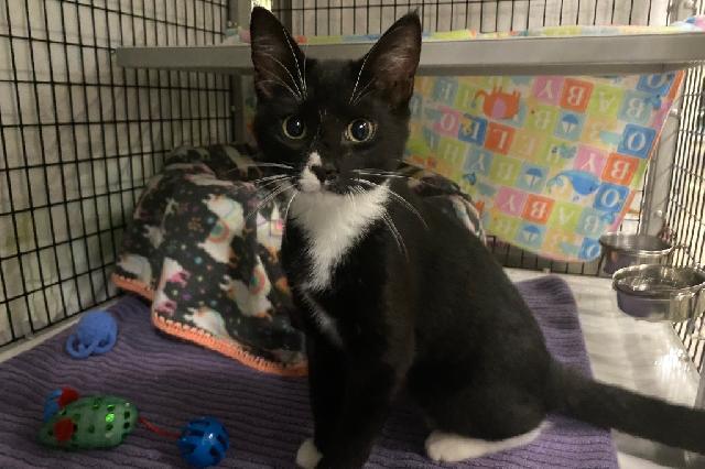 My name is Chatty Chad and I am ready for adoption. Learn more about me!