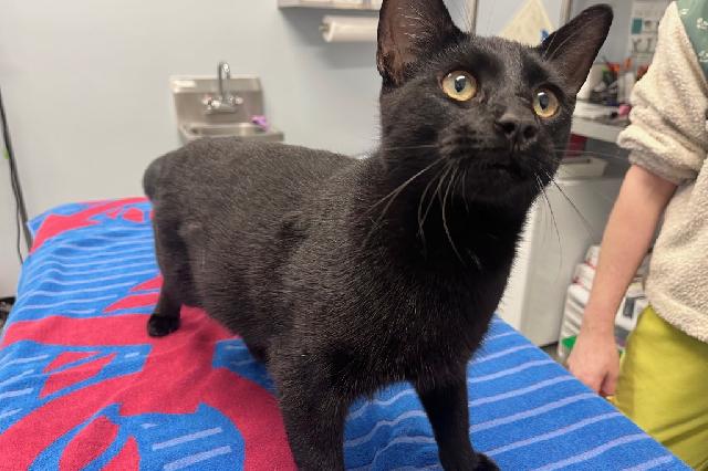 My name is Licorice and I am ready for adoption. Learn more about me!