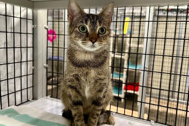 My name is Love Potion and I am ready for adoption. Learn more about me!