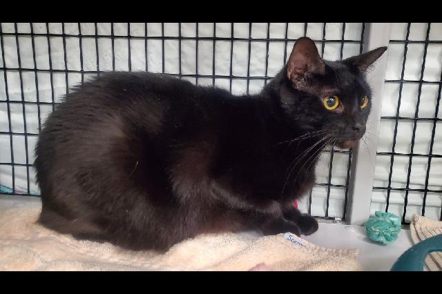 My name is The Void and I am ready for adoption. Learn more about me!