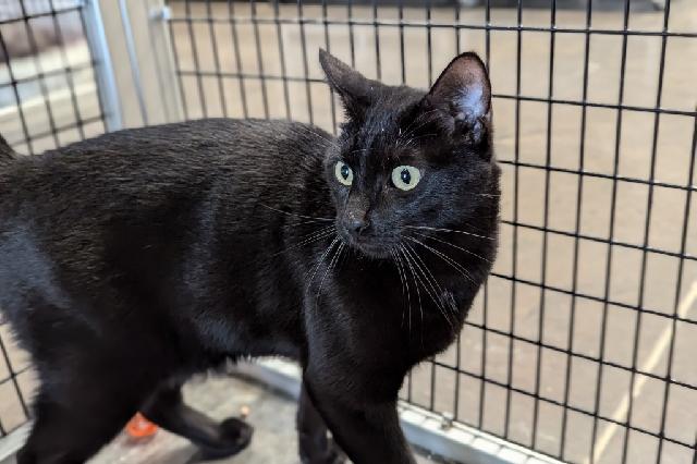 My name is Kuro and I am ready for adoption. Learn more about me!