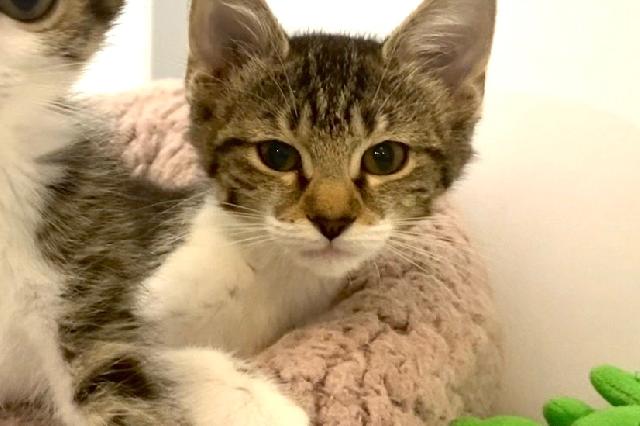 My name is Saff and I am ready for adoption. Learn more about me!