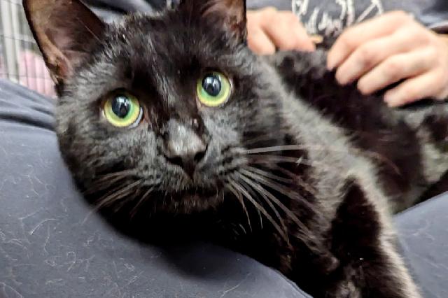 My name is North Purr and I am ready for adoption. Learn more about me!