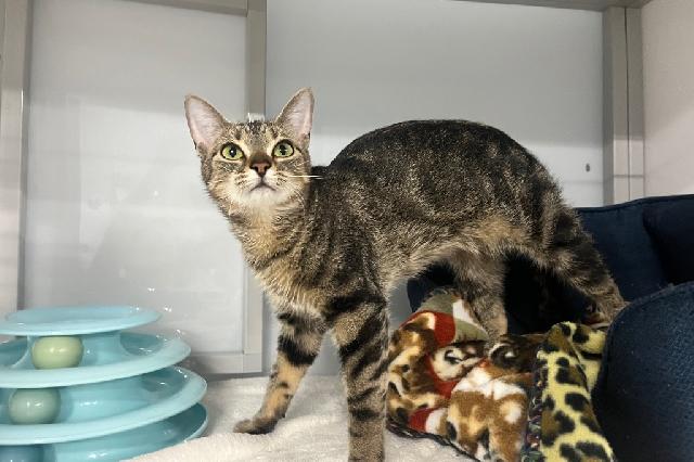 My name is Apricot Fizz and I am ready for adoption. Learn more about me!