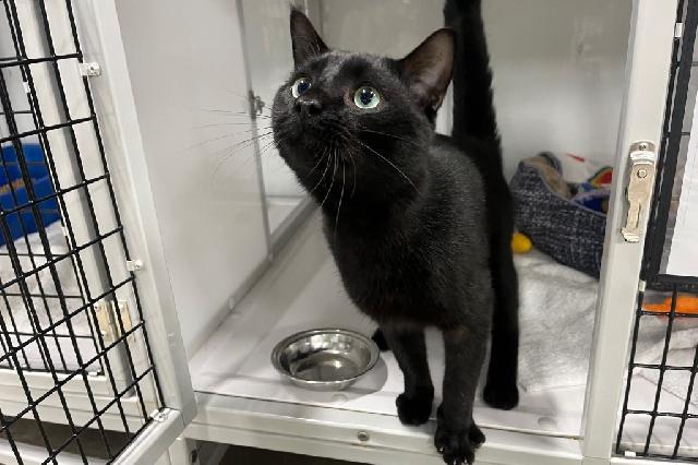 My name is King Moonracer and I am ready for adoption. Learn more about me!