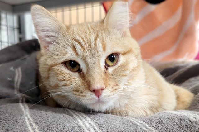 My name is Singh and I am ready for adoption. Learn more about me!