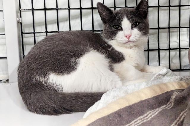 My name is Antone and I am ready for adoption. Learn more about me!