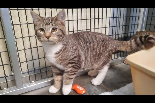 My name is Tigger and I am ready for adoption. Learn more about me!