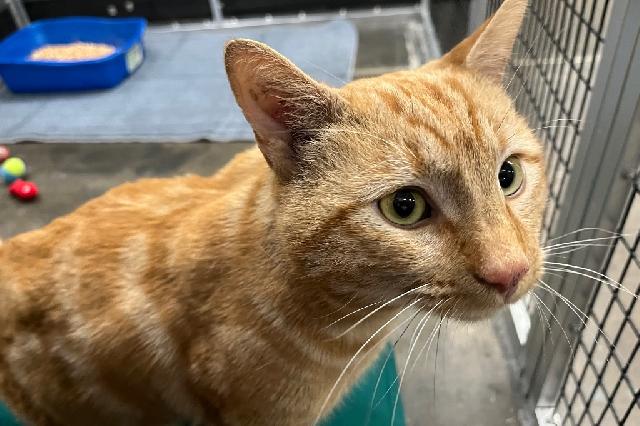 My name is Aftershock and I am ready for adoption. Learn more about me!