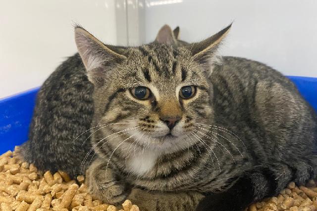 My name is Verbada and I am ready for adoption. Learn more about me!