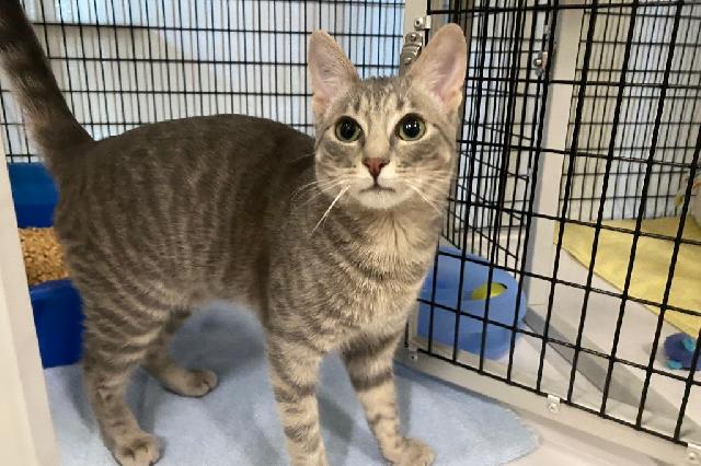 My name is Captain Curse and I am ready for adoption. Learn more about me!