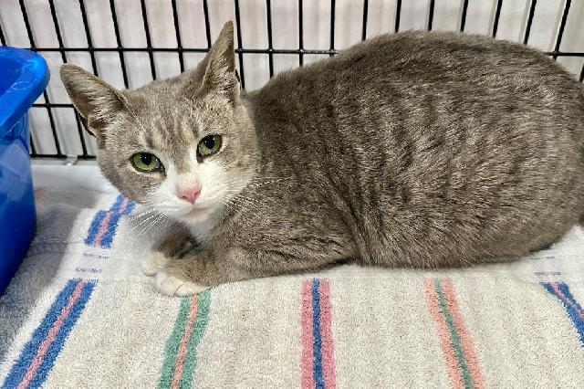 My name is Teall and I am ready for adoption. Learn more about me!