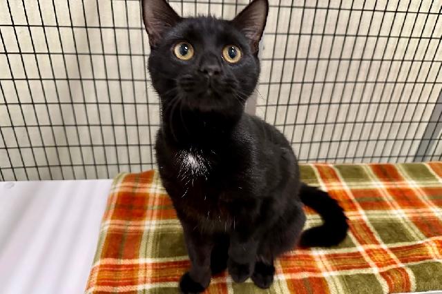 My name is Meal and I am ready for adoption. Learn more about me!