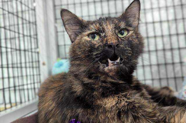 My name is Marya and I am ready for adoption. Learn more about me!