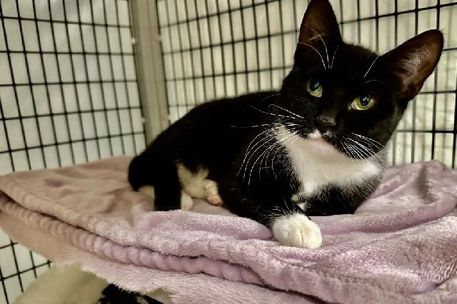 My name is Sophia Louise and I am ready for adoption. Learn more about me!