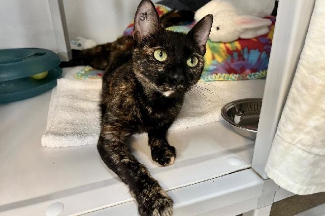 My name is Evanescence and I am ready for adoption. Learn more about me!