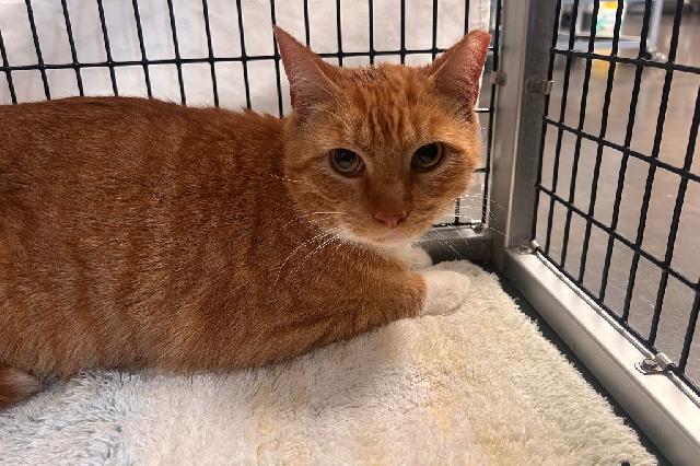 My name is Garfielf and I am ready for adoption. Learn more about me!