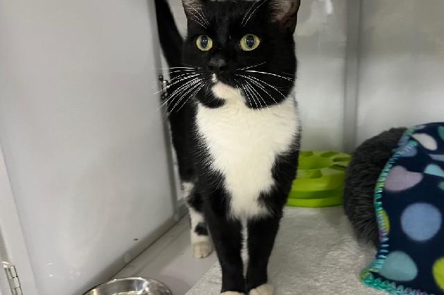 My name is Emperor Mittens and I am ready for adoption. Learn more about me!