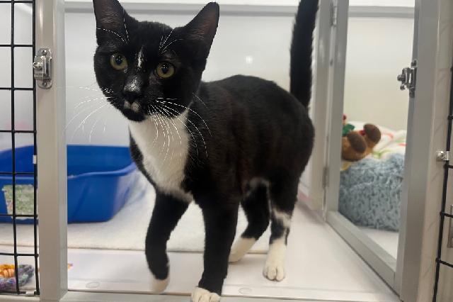 My name is Dairy King and I am ready for adoption. Learn more about me!