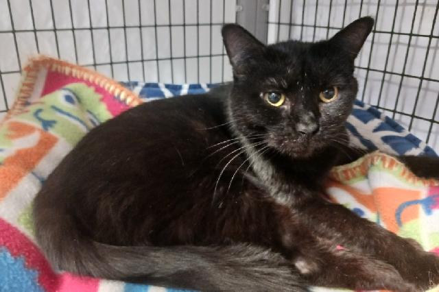 My name is Judy and I am ready for adoption. Learn more about me!