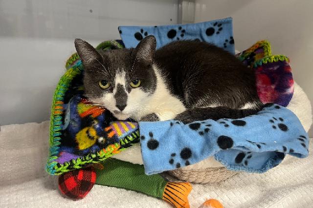 My name is Scandelious and I am ready for adoption. Learn more about me!