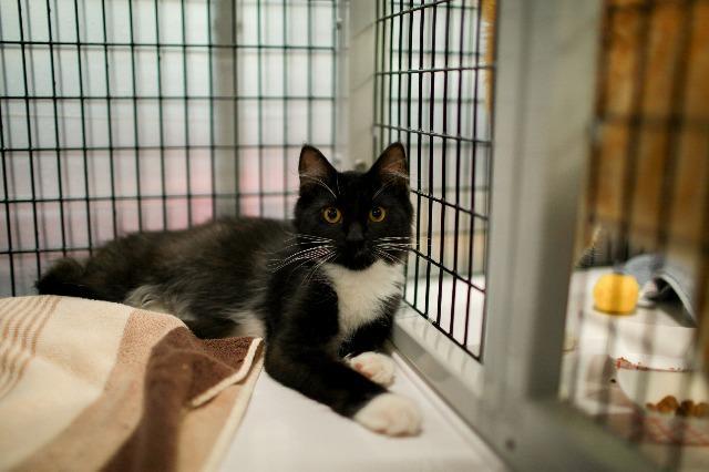 Meet The Cats : SAFE Haven Cat Shelter & Clinic – For Cats. For Life.