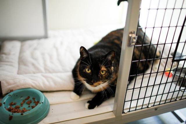 We’ve Been Adopted! : SAFE Haven Cat Shelter & Clinic – For Cats. For Life.