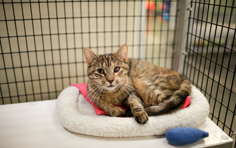 Meet the Cats : SAFE Haven Cat Shelter & Clinic – For Cats. For Life.