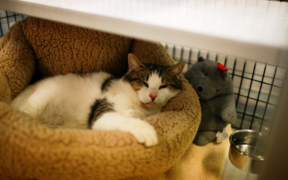 Meet the Cats : SAFE Haven Cat Shelter & Clinic – For Cats. For Life.