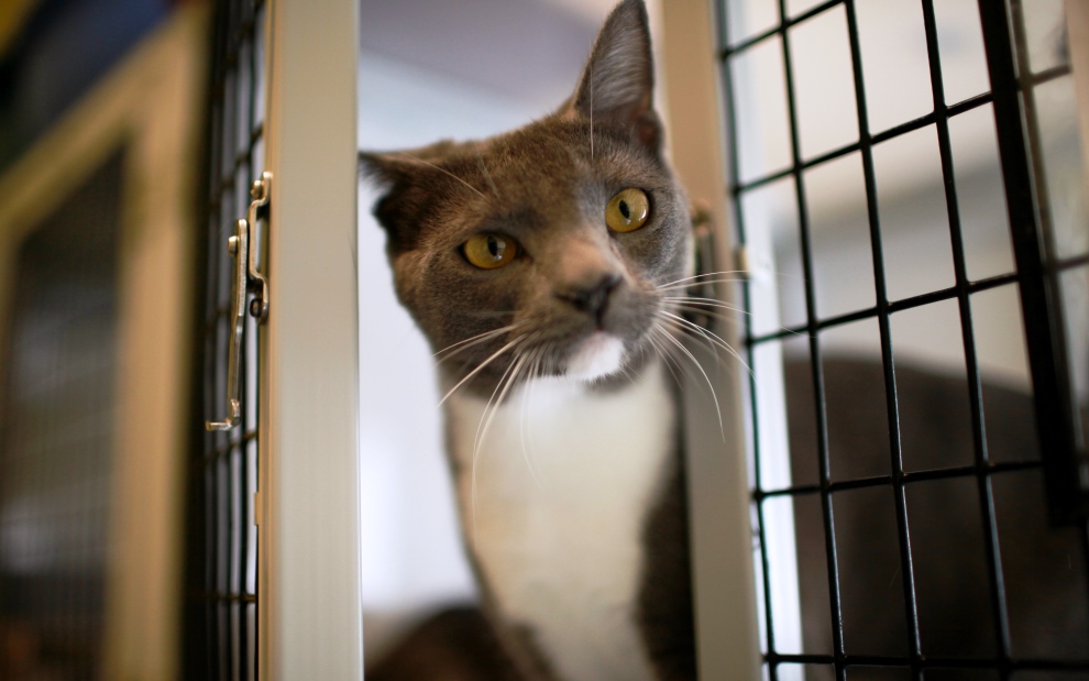 Meet the Cats : SAFE Haven Cat Shelter & Clinic – For Cats. For Life.