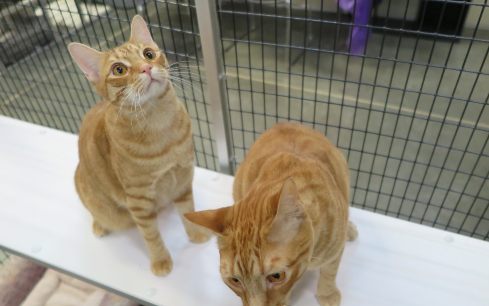 Meet the Cats : SAFE Haven Cat Shelter & Clinic – For Cats. For Life.