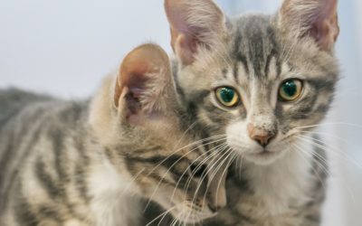 2 Ways to Care for Kitties in March