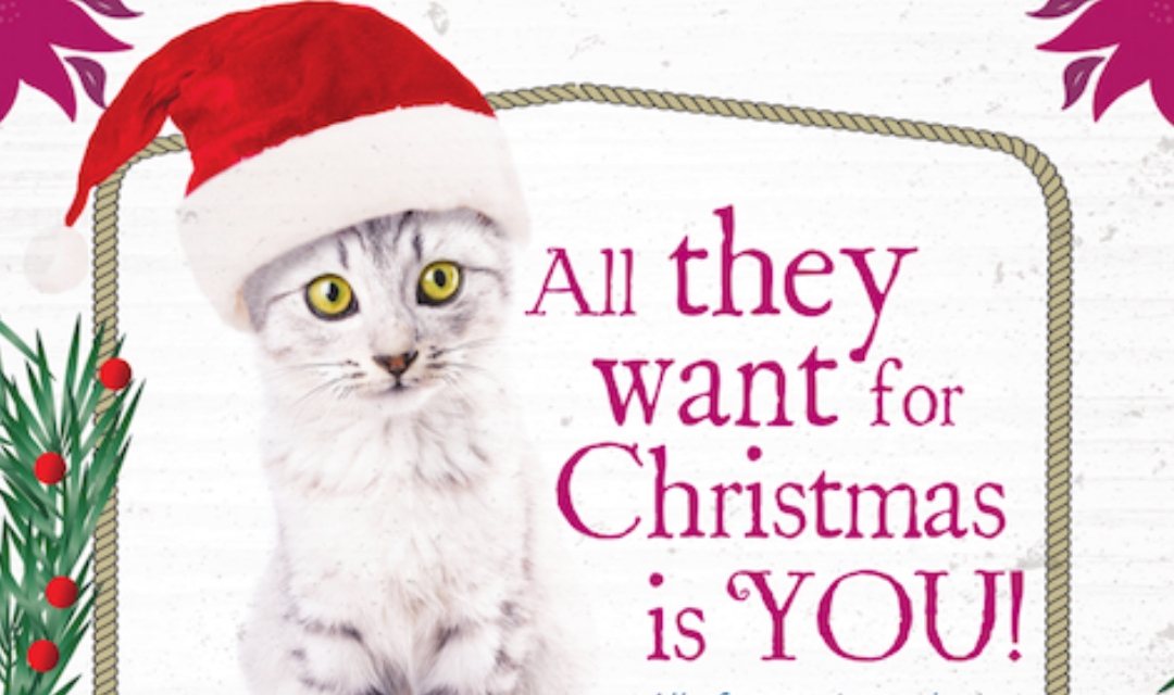 Image of cat in Santa hat looking at camera with text "All they want for Christmas is you!"