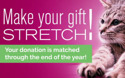 Make Your Gift Stretch!